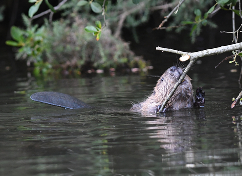 Cornwall beavers