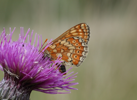 Marsh Fritillary, Vaughn Matthews