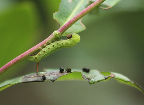 The caterpillar of a broad-bordered bee hawk-moth climbing a honeysuckle stem. It's a green caterpillar with white lines and red dots