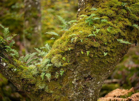 Moss Ferns