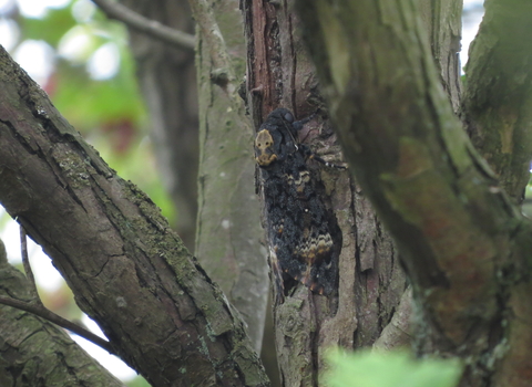 A death's-head hawk-moth clings to a tree trunk. The pale markings on its back resemble a skull