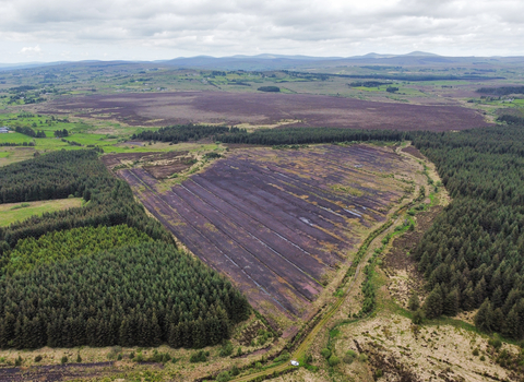 Haughey's Bog