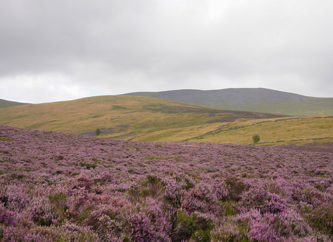 A view of Skiddaw with blooming purple heather