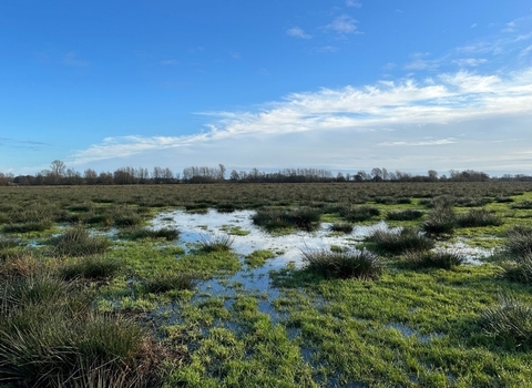 Worlingham Marshes on a sunny day with blue sky