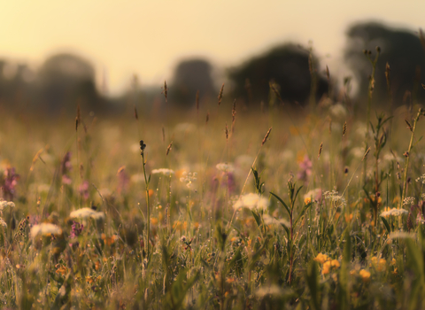 Eades meadow