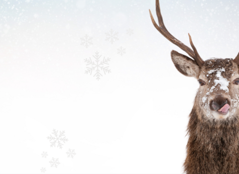 A red deer stag licking its nose as snow gathers on its fur