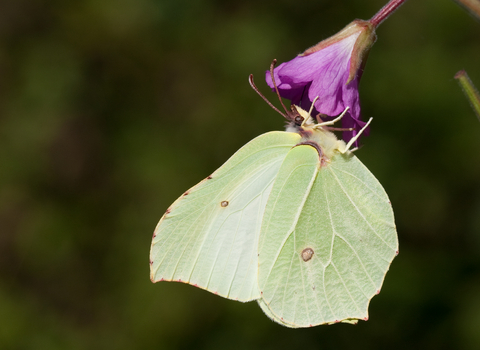 A brimstone butterfly feeding on a flower