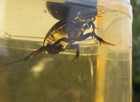 A male great silver water beetle swimming in a clear container, showing the silvery sheen of the underside