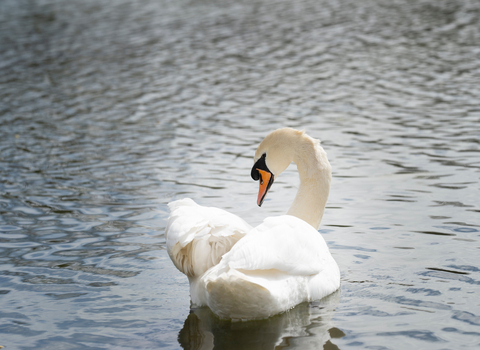 SES Water Swan