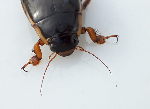 Close up on the head and thorax of a king diving beetle, a large black beetle with yellowish edges to the body