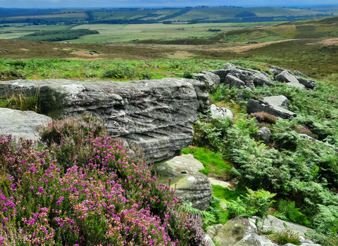 Caudhole Moss, Simonside Hills