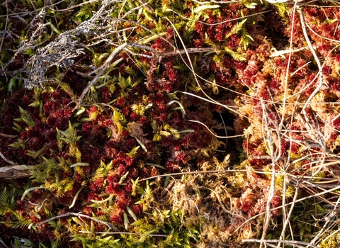 A close-up image of sphagnum moss, showing its dense, spongy texture and vibrant green color. The moss consists of small, overlapping leaves that form a soft, cushion-like mat, often found in wet, boggy areas.