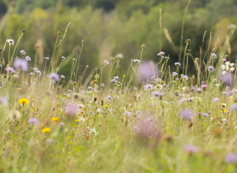 Chalk meadow grassland with mix of wildflowers including field scabious, dandelion, yarrow and thistle