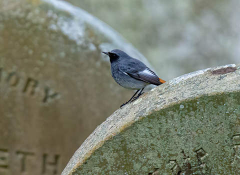 Black redstart