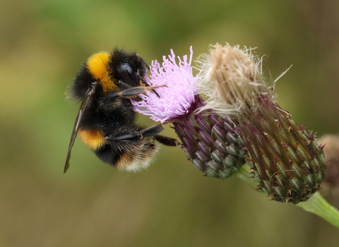 Buff-tailed bumblebee