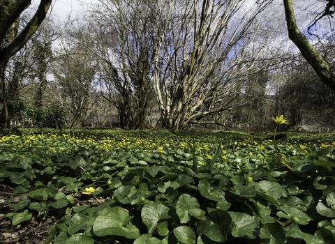 lesser celandine