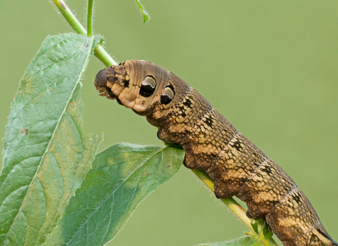 Elephant hawkmoth caterpillar