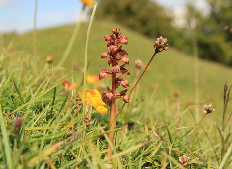 A frog orchid rises from a grassy mound, with the grassland sloping up to a hedge in the distance. The orchid has bulbous reddish flowers groing from a central stalk