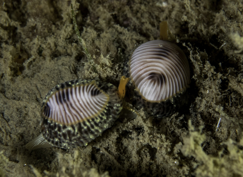 Spotted cowrie pair