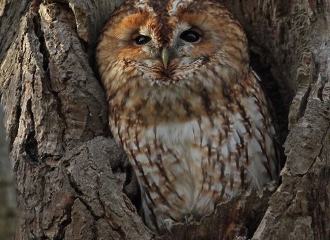 A tawny owl peeking out from a hole in an old tree