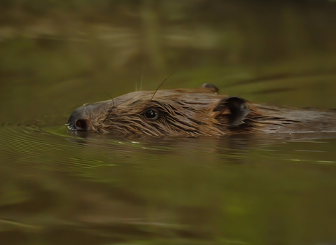 Beaver swimming with its head just above the water