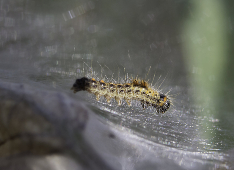 A very young brown-tail moth caterpillar on the silk web in which they live communally